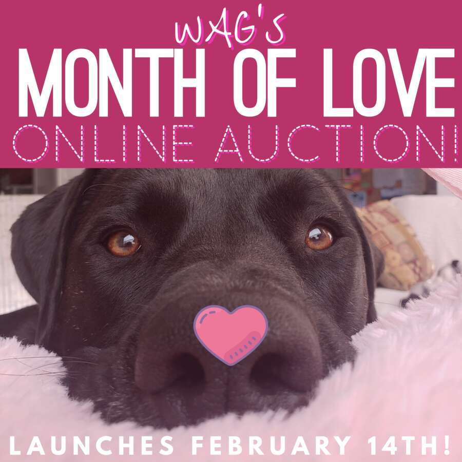 WAG'S Month of LOVE Online Auction! – Whistler Animals Galore (WAG) |  Whistler's Animal Shelter |